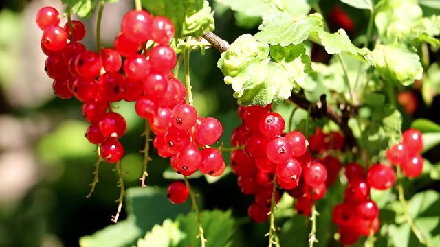 Redcurrant (Ribes rubrum) in orchard. Red currant on the bush. Ripe red currant berries close up in garden in sunny day.