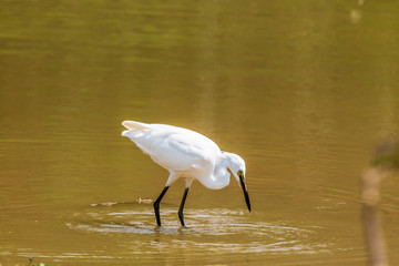 Egrets in leisurely foraging
