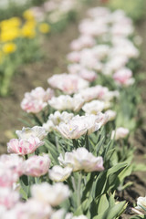 A tulip field in spring
