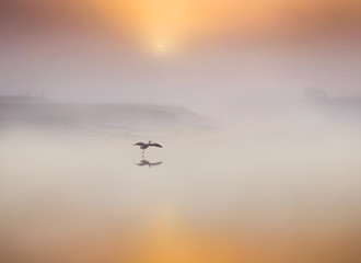 Fototapeta na wymiar Solo Flight of the Heron