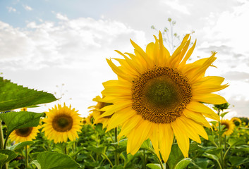 Sunflower blossom close-up