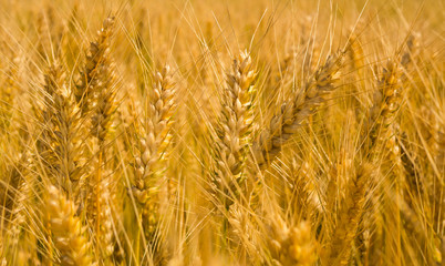 Golden ears of wheat on the field. Macro