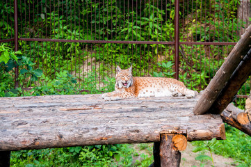 Lynx resting on a wooden bridge in the summer