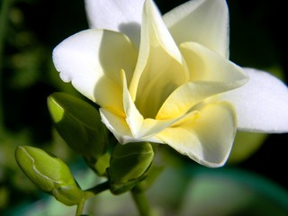 freesia