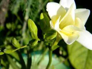 freesia