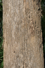 Obraz premium Trunk tree . pattern trunk tree . trunk tree texture background for design
