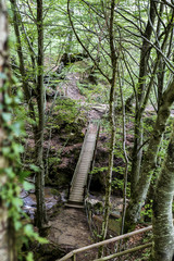 Obraz premium Puente de madera en un bosque de hayas