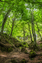 Camino por un bosque frondoso