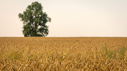 Naklejka premium Abstracted background with golden rye fields and lonely trees.