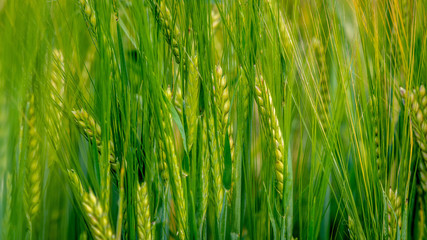 Fototapeta na wymiar A close-up photograph of the green barley corns.