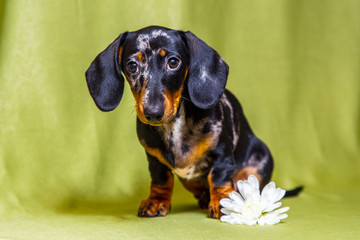 Puppy Dachshund on a green background