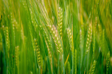Obraz na płótnie Canvas A close-up photograph of the green barley corns.