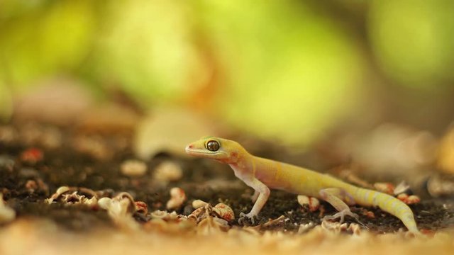 Very Rarely found Leucistic Deccan Ground Gecko resting