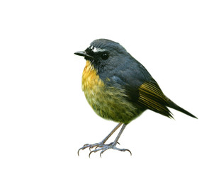 Lovely chubby dark blue bird with white eye brow isolated on white background,  Snowy-browed Flycatcher (ficedula hyperythra)