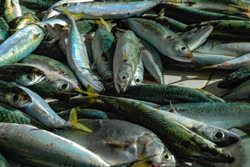 Fresh fish caught in Rio de Janeiro, fishmongers in Copacabana