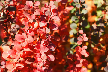 Barberry bush with red leaves closeup