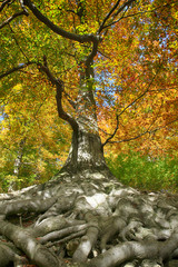 Fototapeta na wymiar old beech tree with nice roots