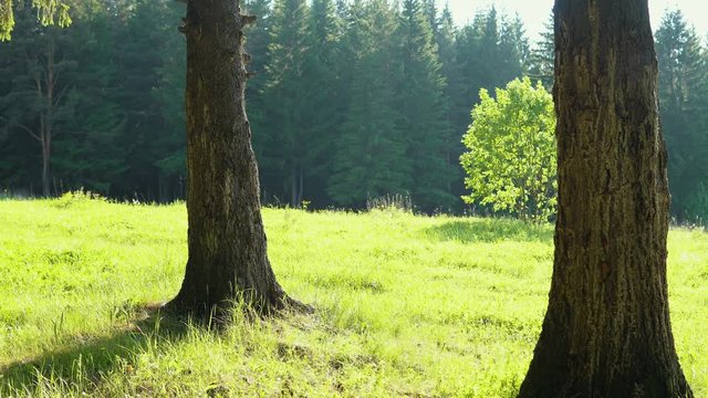 A young man carries a little girl around his neck and rolls a bicycle with a child seat on a forest path. The family is on a summer day in the national park.