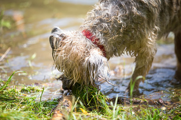 Naklejka na ściany i meble wet dog playing in the muddy water 