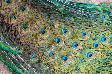 Fototapeta premium Tail with color feathers of peacock.