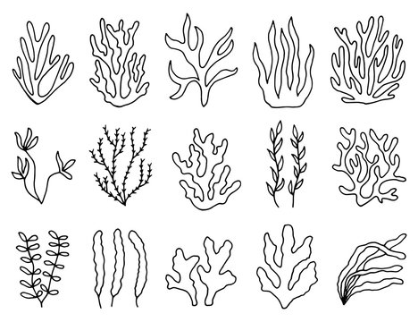 Seaweed Drawing Images – Browse 103,652 Stock Photos, Vectors, and Video |  Adobe Stock