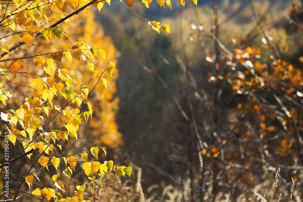 Poster fall backdrop. branches of trees with autumn leaves
