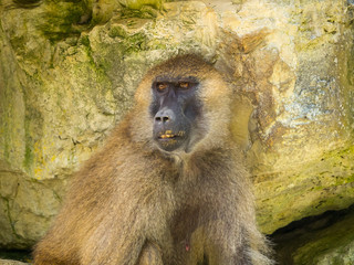 Macaque