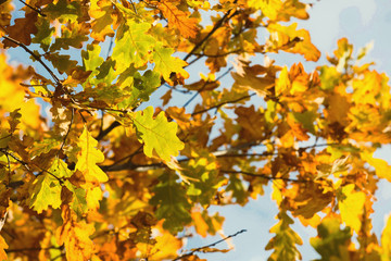 Yellow oak leaves on branches at fall blue sky