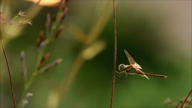 Sympetrum naschio