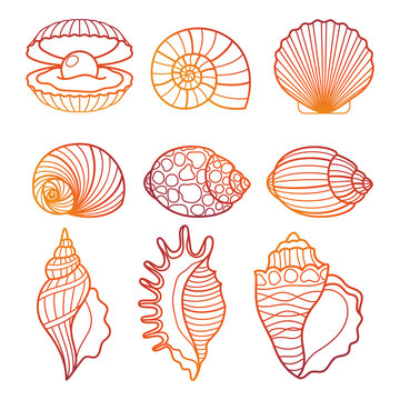 Seashells. Colorful Outline Seashell Set Vector Illustration