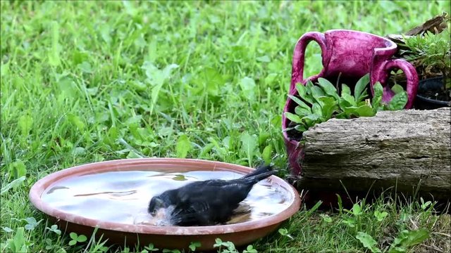 Il bagnetto del Merlo