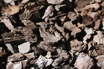 background pieces of tree bark