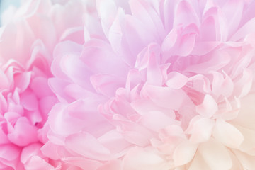 Chrysanthemum flowers in soft pastel color and blur style for background