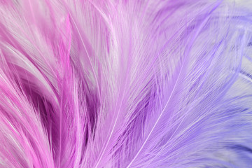 Pastel colored of chicken feathers in soft and blur style for the background