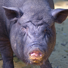 A portrait of a big dirty pig
