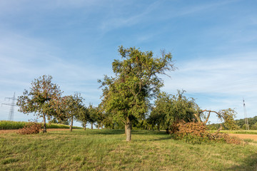Fototapeta na wymiar Übervolle Apfelbäume