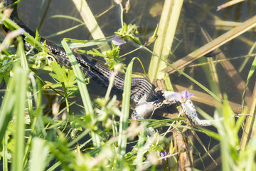 Snake eats a frog in the water amongst the plants