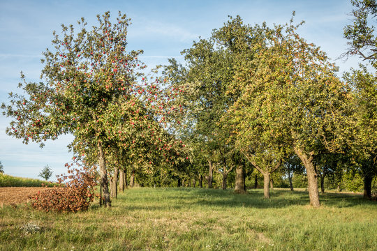 Übervolle Apfelbäume