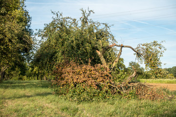 &Uuml;bervolle Apfelb&auml;ume