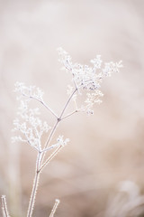 A gentle plant covered with white fluffy hoarfrost. A beautiful gentle flower in the frost. The first frost. Selective soft focus.
