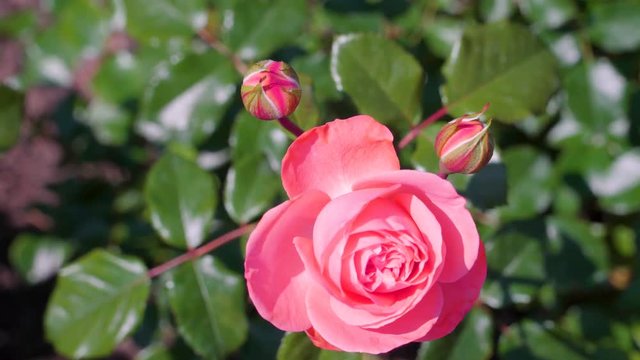 19094_A_fully_bloomed_rose_and_two_budding_petals_.mov