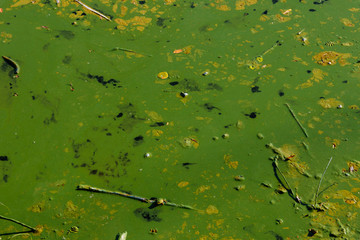 Blooming green water. Green algae polluted river