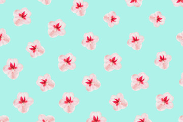 Delicate pink white flowers isolated on a turquoise background, texture, macro, art, minimal
