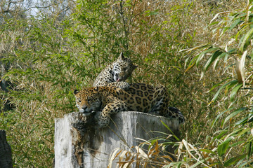 Jaguar (Panthera onca) Paar