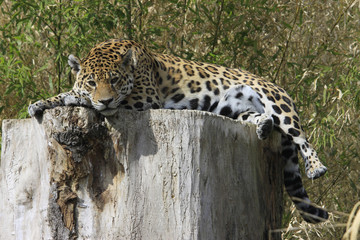 Jaguar (Panthera onca) 