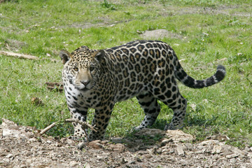 Jaguar (Panthera onca) 