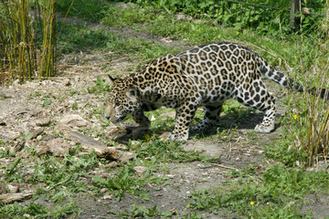 Jaguar (Panthera onca) 