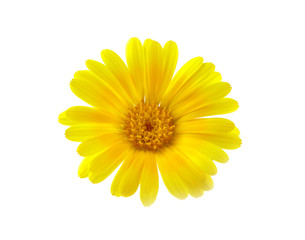 Calendula flower isolated on white