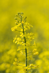 Obraz premium Canola field in Summer