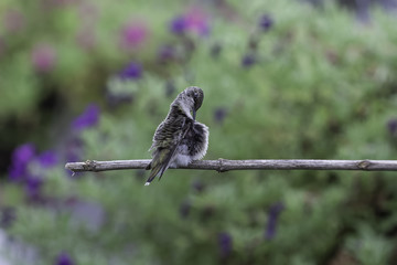 Preening